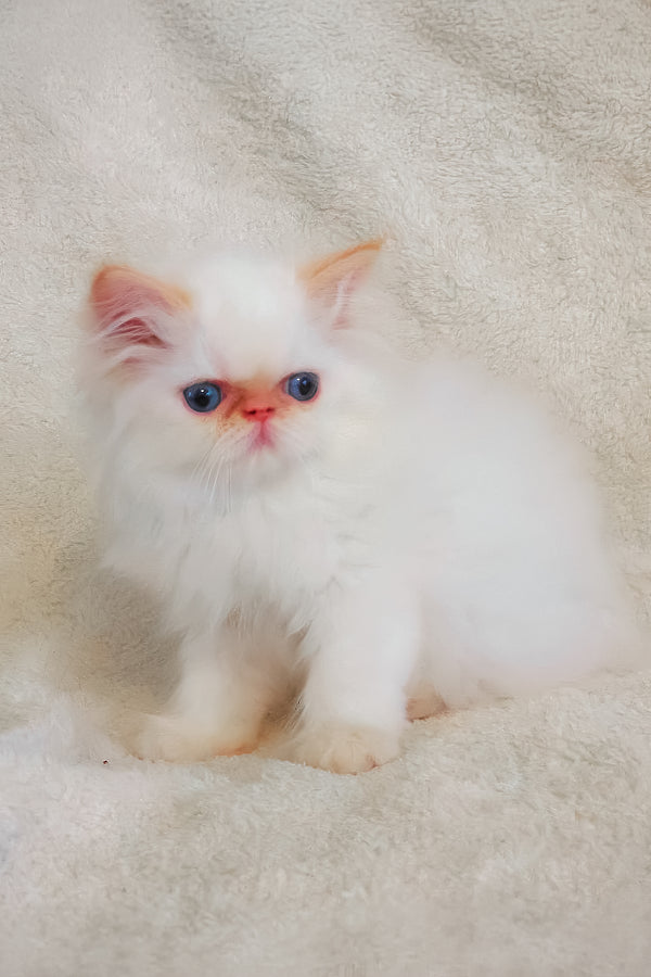 Misha fluffy persian kitten with striking blue eyes and orange accents on ears nose and paws