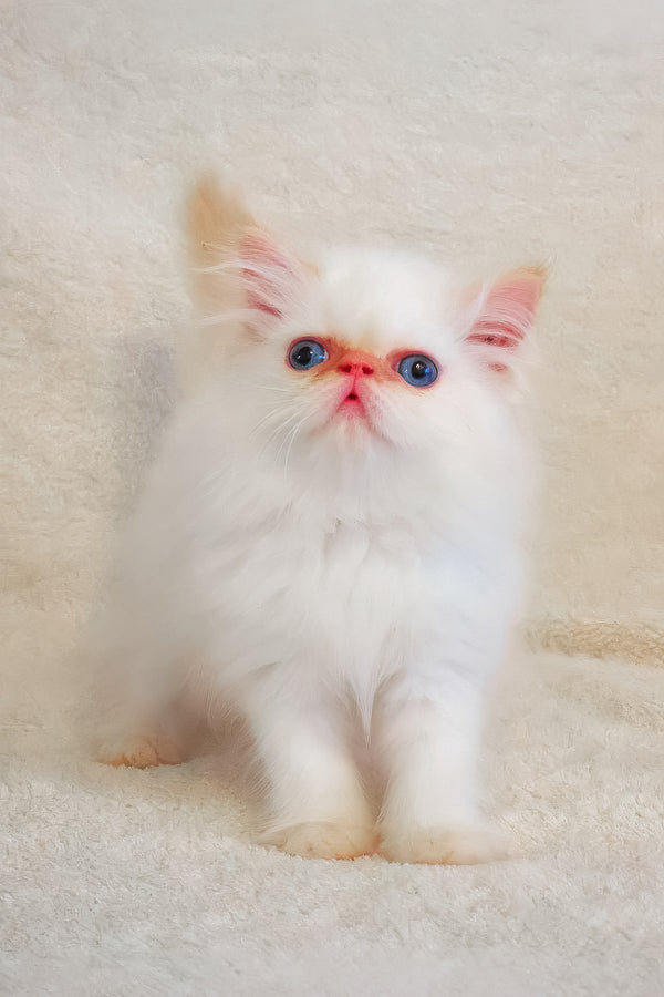 A fluffy persian kitten named Misha with striking blue eyes and a pink nose sitting on a soft textured surface