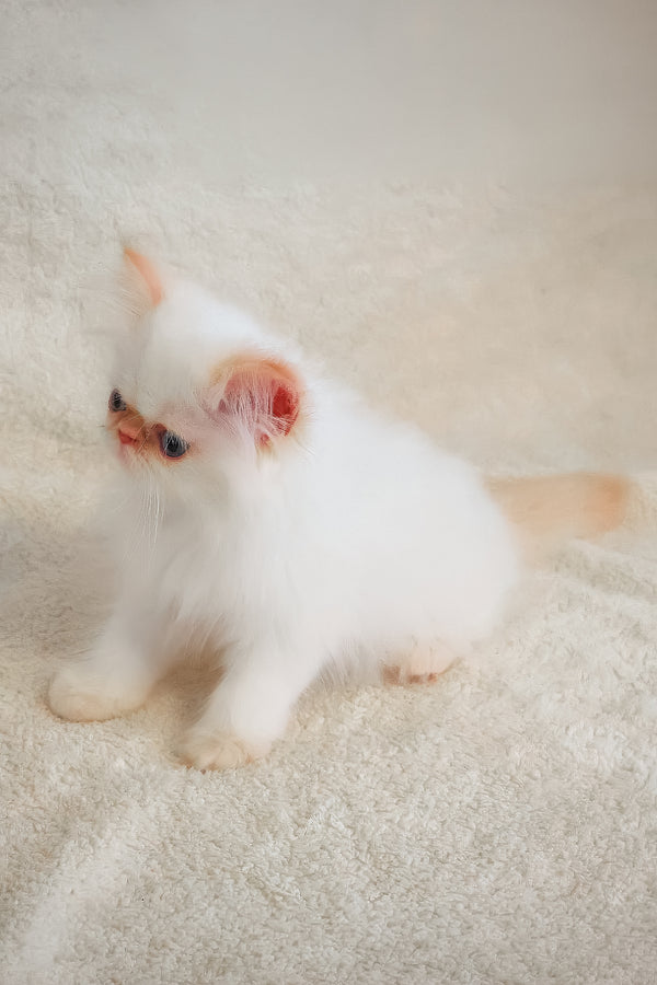 A fluffy persian kitten named misha with soft white fur and pink ears sitting on a textured surface