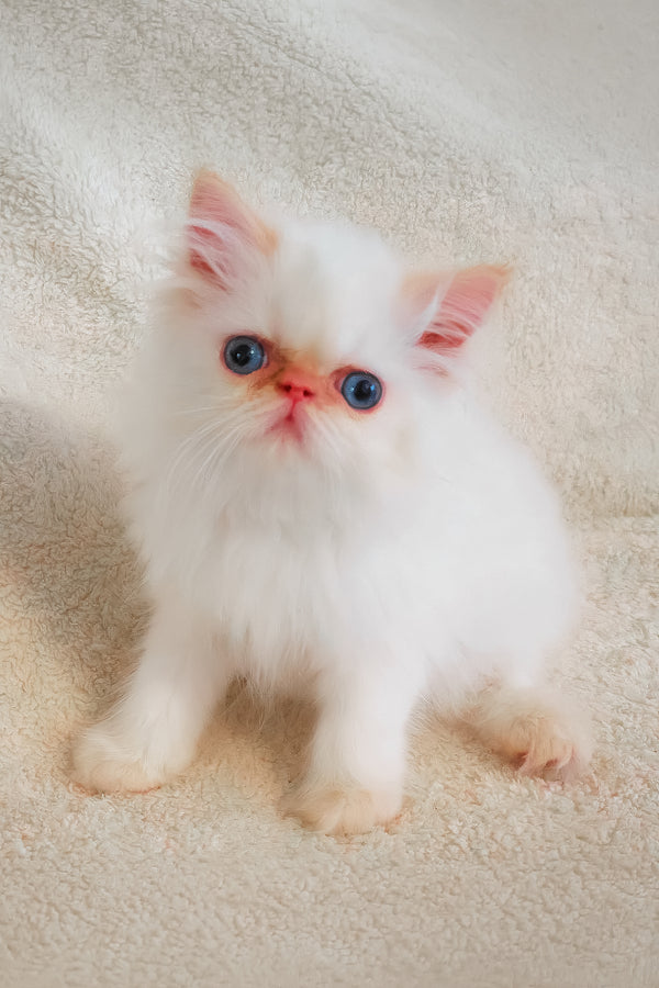 A fluffy persian kitten named misha with white fur, striking blue eyes, and pink inner ears sitting calmly