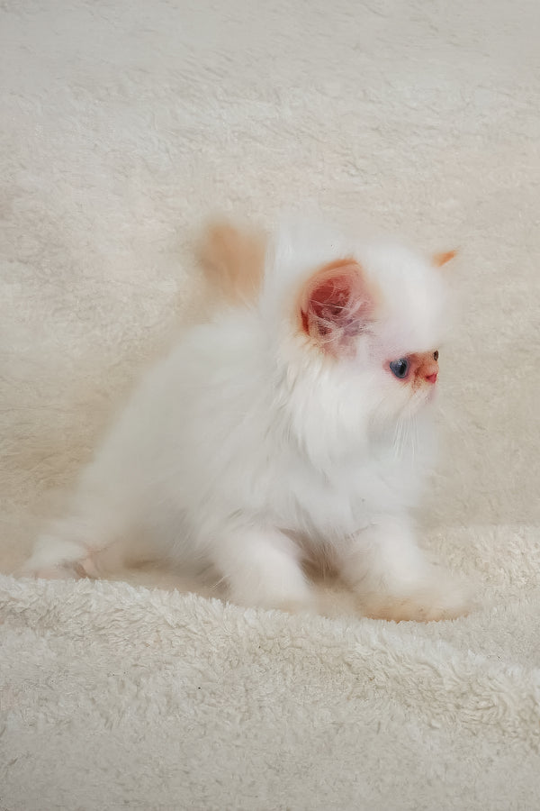 A fluffy persian kitten named misha with soft white fur and delicate pink inner ears looking cute and cozy