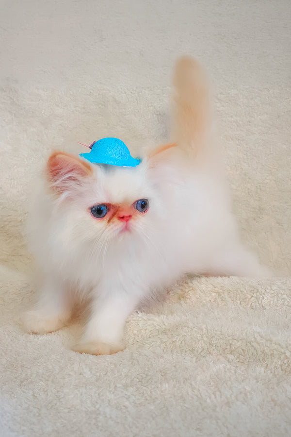 A fluffy persian kitten with blue eyes wearing a small bright blue plastic hat perfect for pet lovers