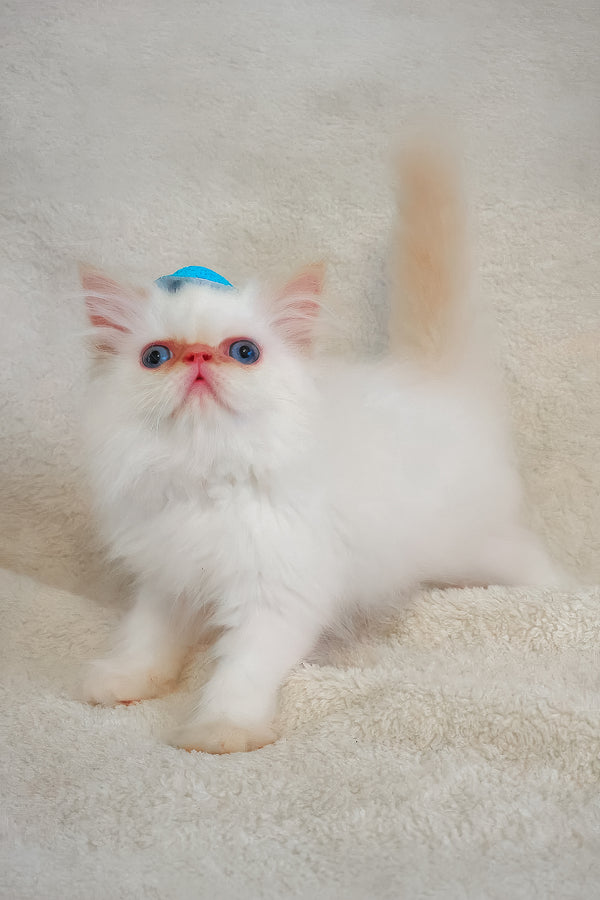 A fluffy persian kitten named misha with white fur blue eyes and a tiny blue bow on its head