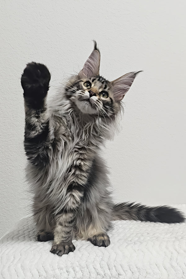 Missy | Maine Coon Kitten