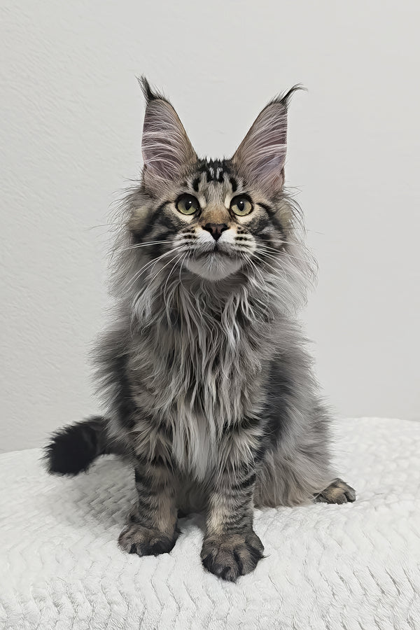 Missy | Maine Coon Kitten