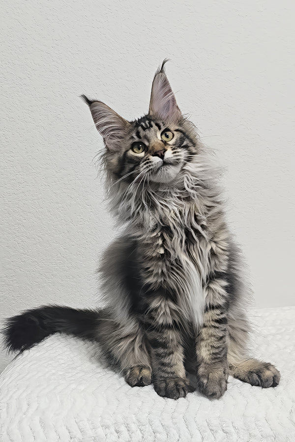 Missy | Maine Coon Kitten
