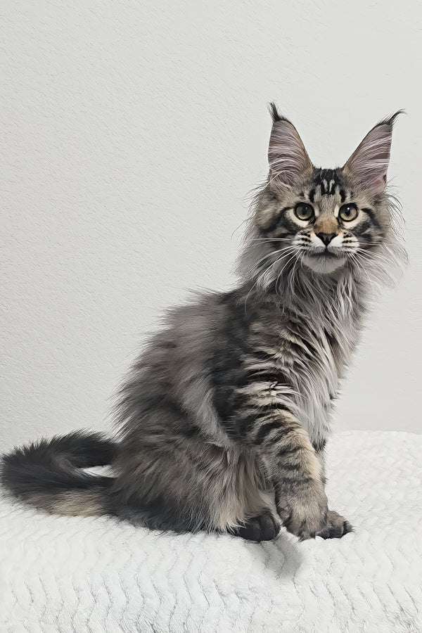 Missy | Maine Coon Kitten