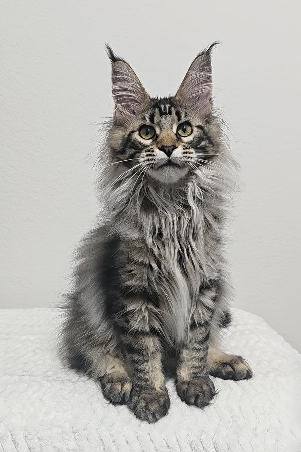 Missy | Maine Coon Kitten
