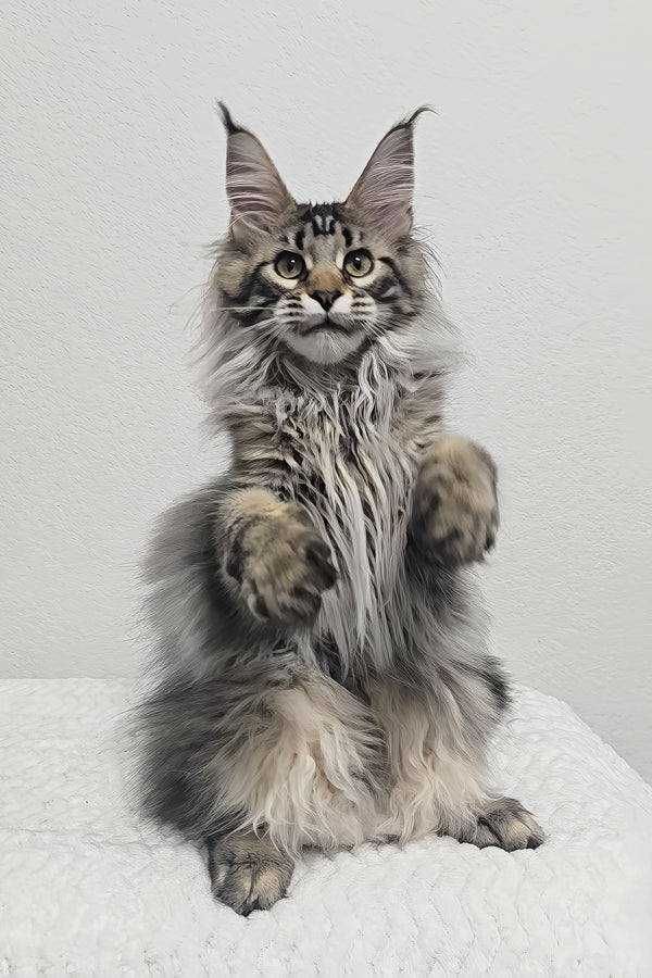 Missy | Maine Coon Kitten