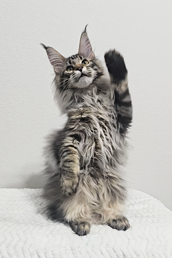 Missy | Maine Coon Kitten