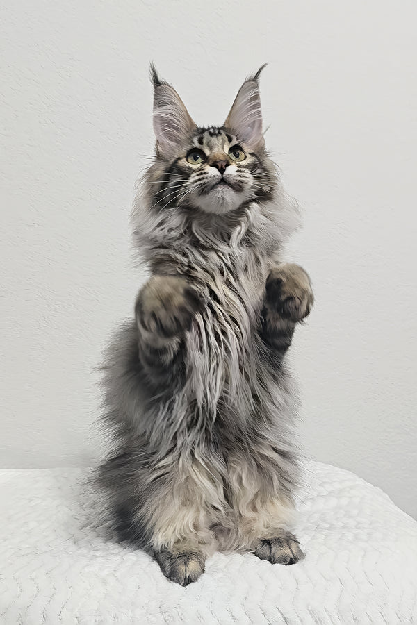Missy | Maine Coon Kitten