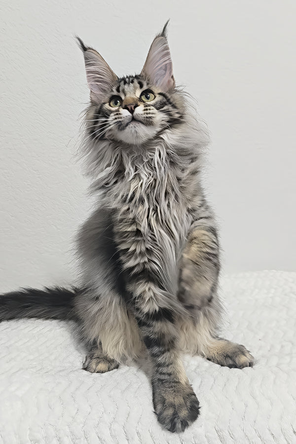 Missy | Maine Coon Kitten