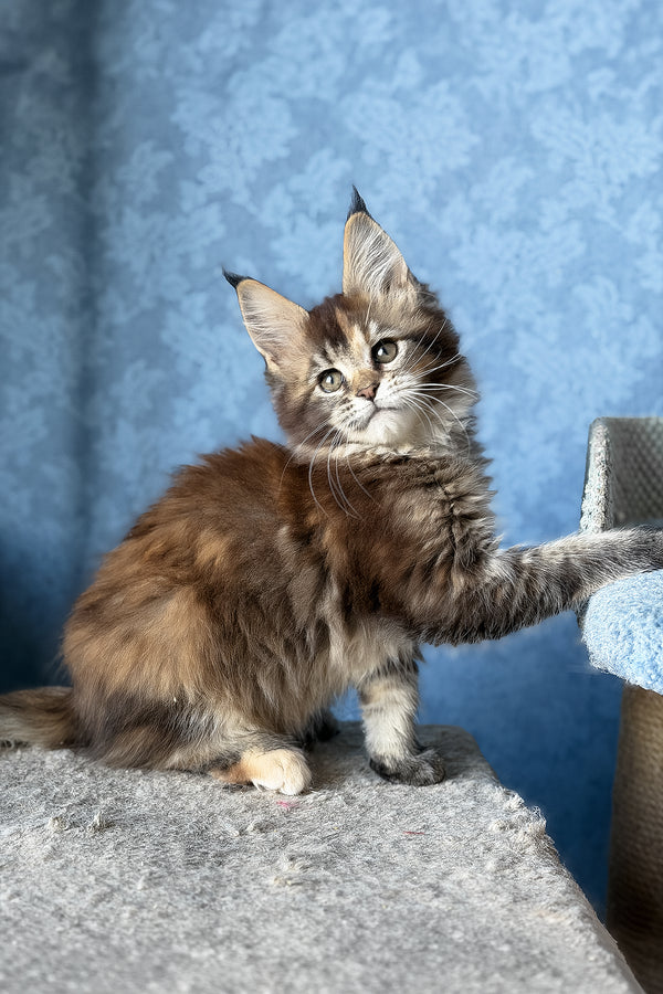 Misty | Maine Coon Kitten