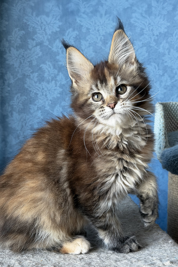 Misty | Maine Coon Kitten