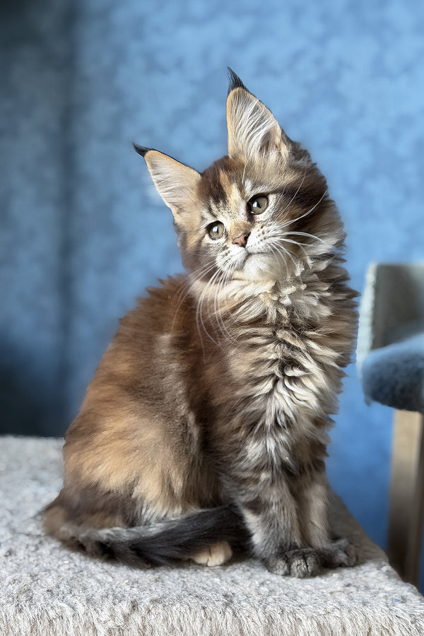 Misty | Maine Coon Kitten