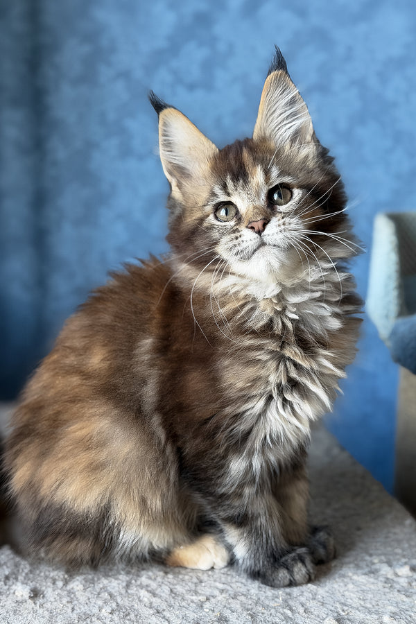 Misty | Maine Coon Kitten