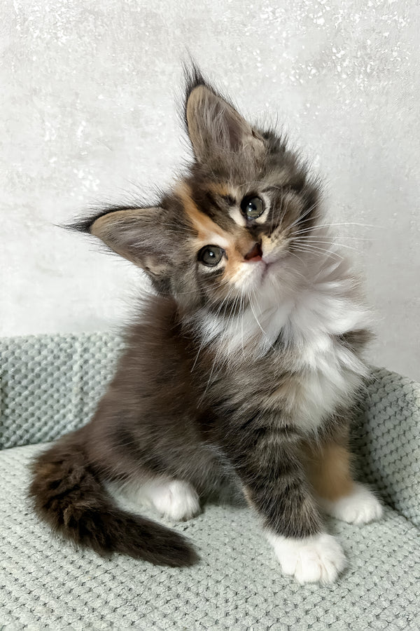 Monica | Maine Coon Kitten