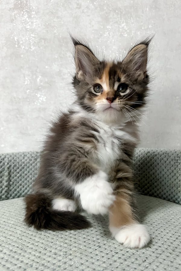 Monica | Maine Coon Kitten