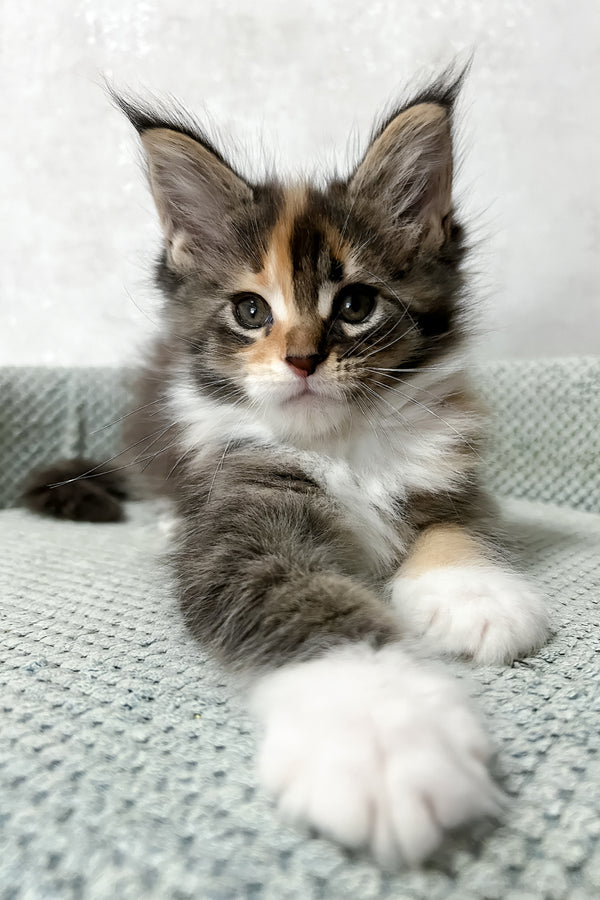 Monica | Maine Coon Kitten