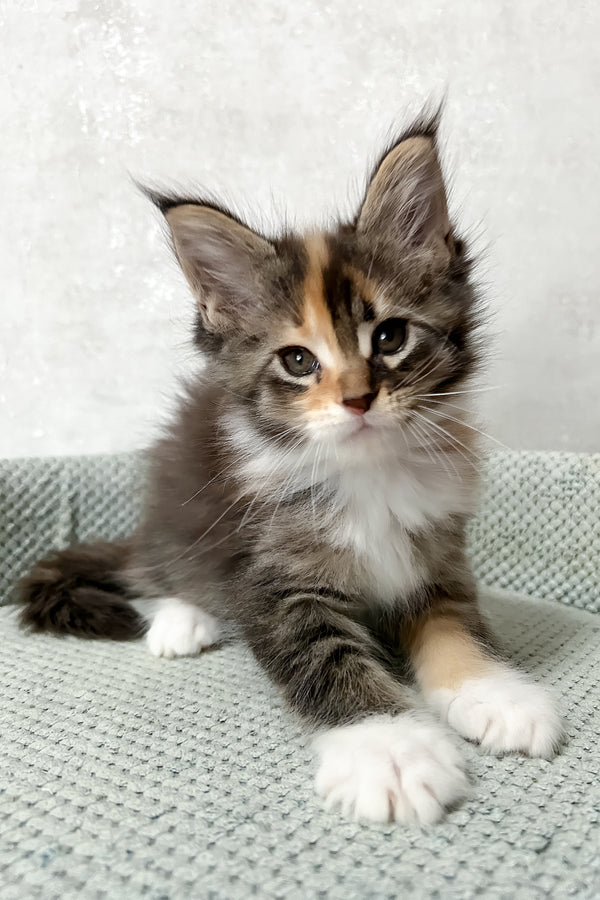 Monica | Maine Coon Kitten