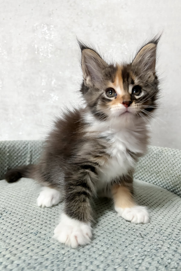 Monica | Maine Coon Kitten