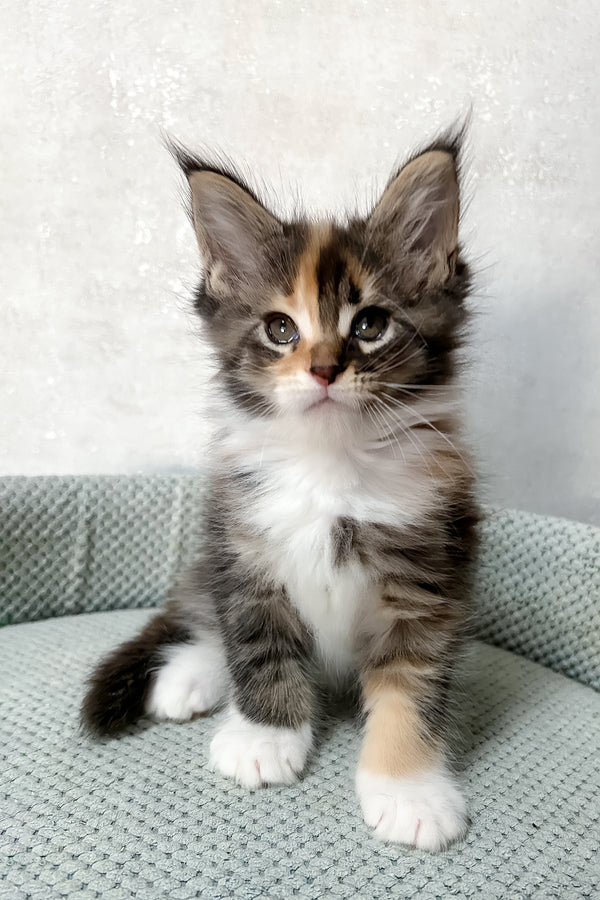 Monica | Maine Coon Kitten