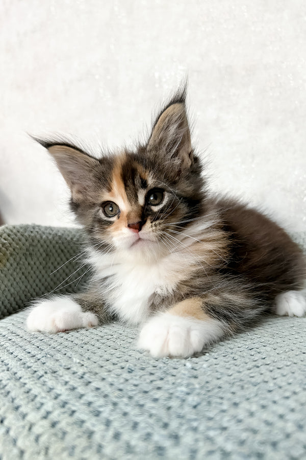 Monica | Maine Coon Kitten