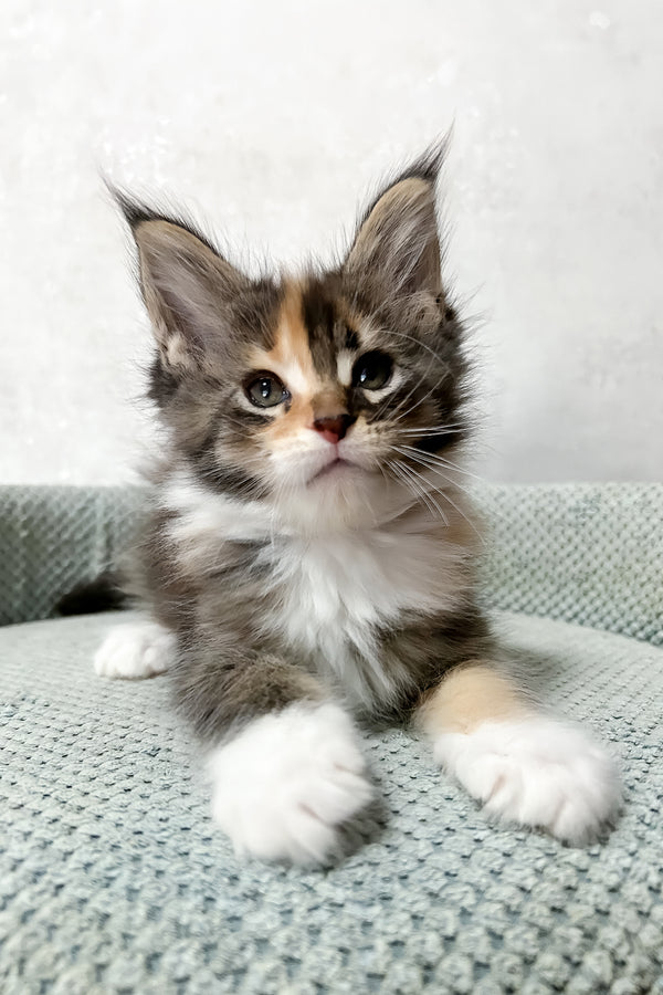Monica | Maine Coon Kitten