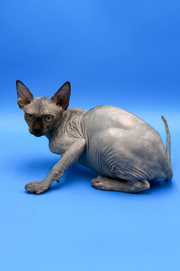 Monroe | Sphynx Kitten