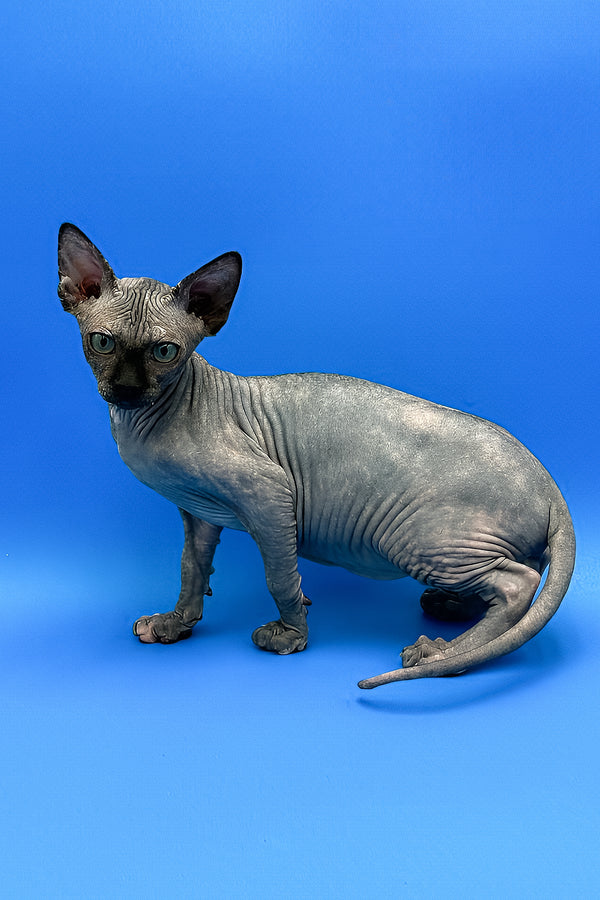 Monroe | Sphynx Kitten