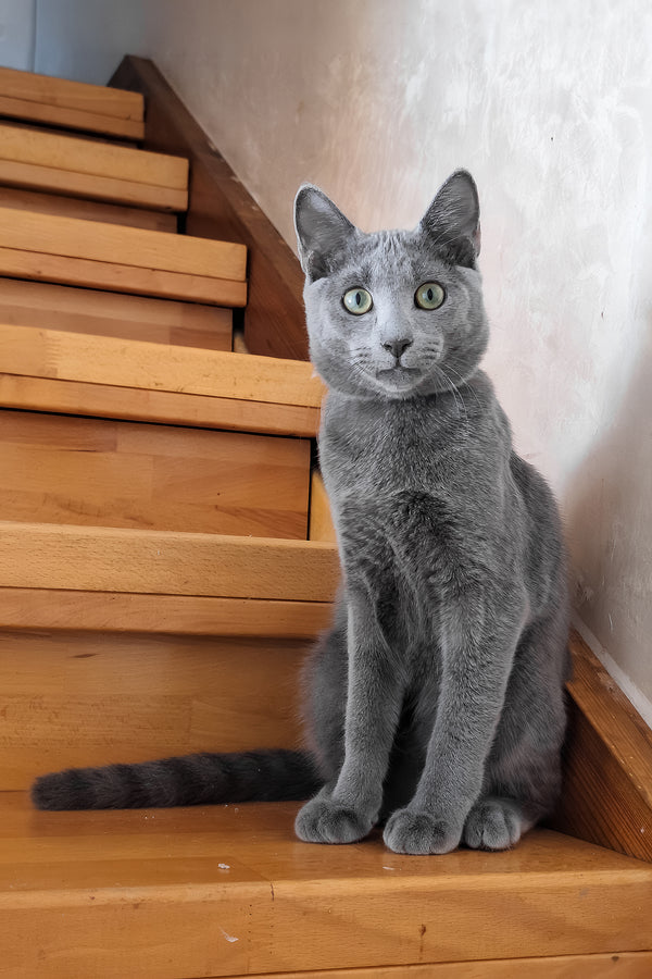 Monroe | Russian Blue Kitten