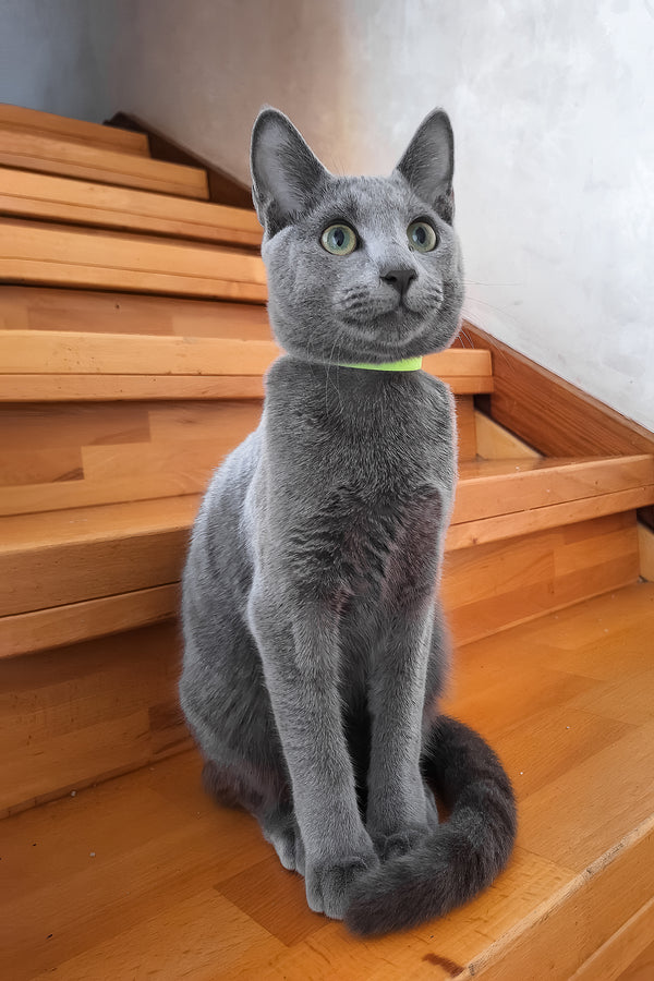 Monroe | Russian Blue Kitten