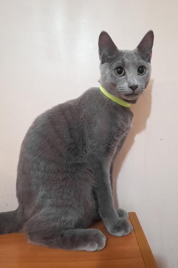 Monroe | Russian Blue Kitten