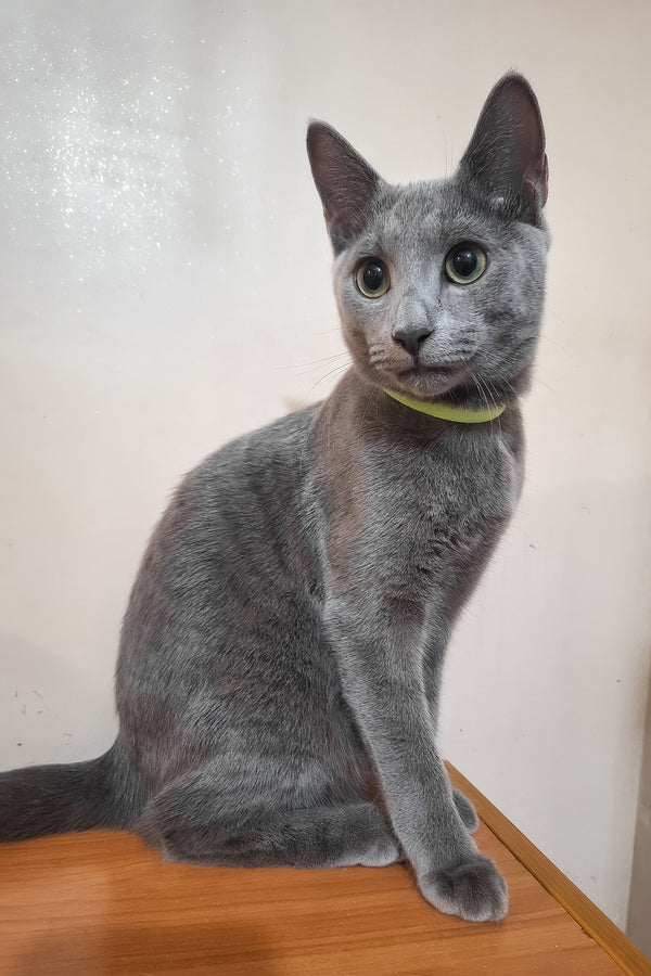 Monroe | Russian Blue Kitten
