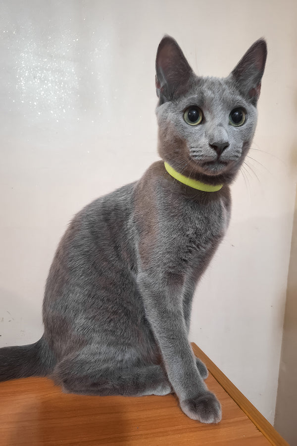 Monroe | Russian Blue Kitten