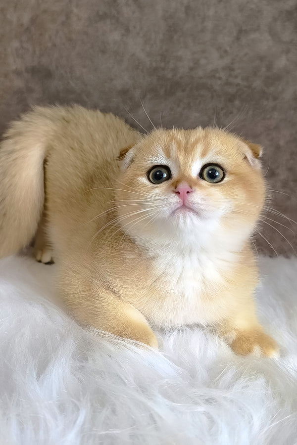 Morris | Scottish Fold Kitten