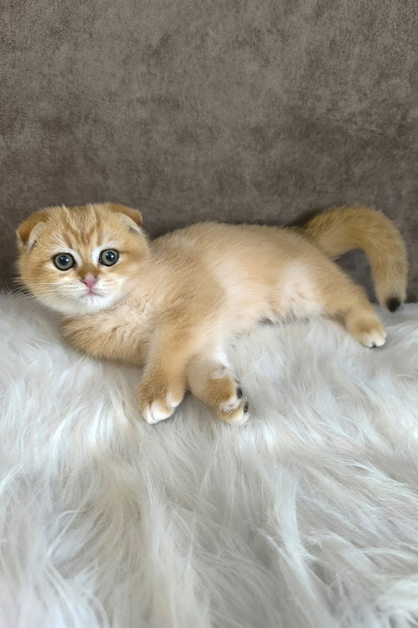 Morris | Scottish Fold Kitten