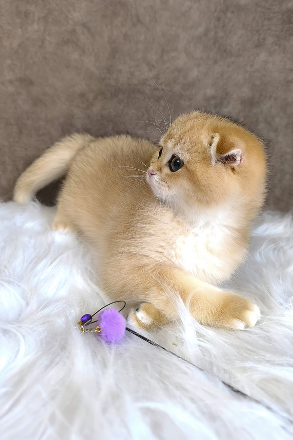 Morris | Scottish Fold Kitten