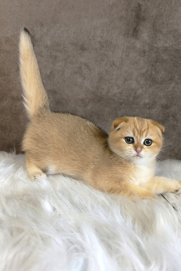 Morris | Scottish Fold Kitten