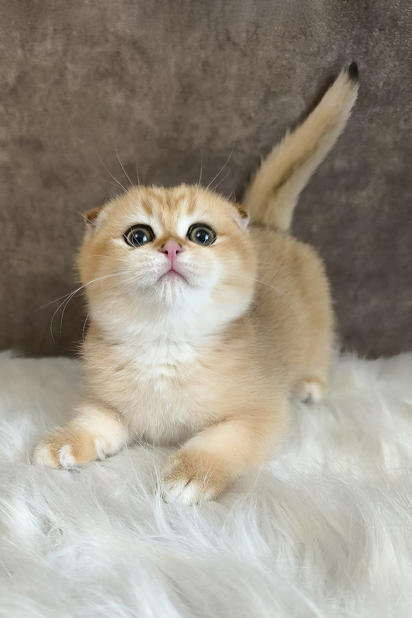 Morris | Scottish Fold Kitten