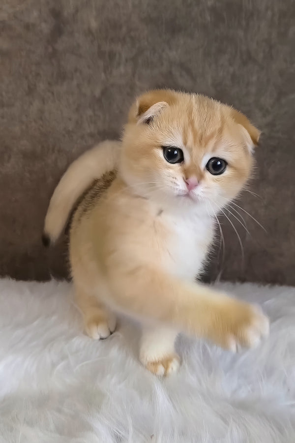 Morris | Scottish Fold Kitten