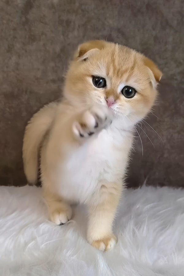 Morris | Scottish Fold Kitten