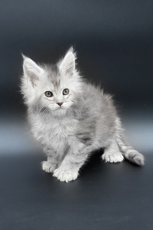Muar | Polydactyl Maine Coon Kitten
