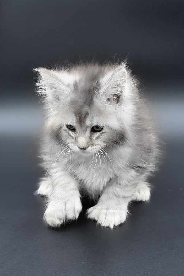 Muar | Polydactyl Maine Coon Kitten