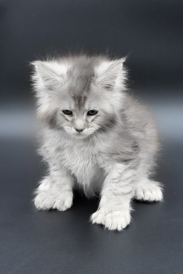 Muar | Polydactyl Maine Coon Kitten