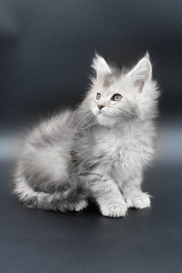 Muar | Polydactyl Maine Coon Kitten