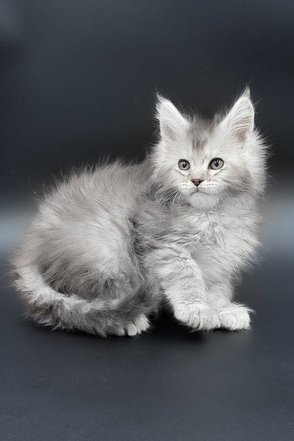 Muar | Polydactyl Maine Coon Kitten