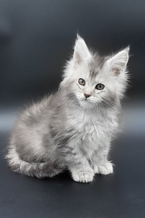 Muar | Polydactyl Maine Coon Kitten