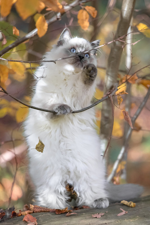 Muffin | Ragdoll Kitten