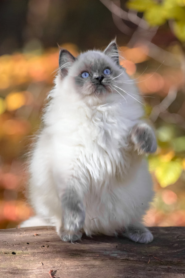 Muffin | Ragdoll Kitten